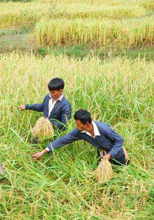 Farmers of Dong ethnic group harvest glutinous rice in Congjiang County, southwest China's Guizhou Province, Oct. 9, 2009.[Chen Peiliang/Xinhua]
