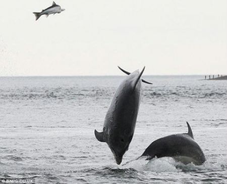 Catch me if you can: The two dolphins have a little bit of fun as they toy with their prey.[CCTV]