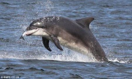 Gotcha: It's game over for the unlucky salmon as one of the dolphin finally grabs his prize.[CCTV]