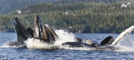 Hands off my grub: The seagulls take a chance as the humpback whales chase the hapless herring.[CCTV]