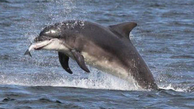 The moment dolphins take to the air to snare leaping salmon