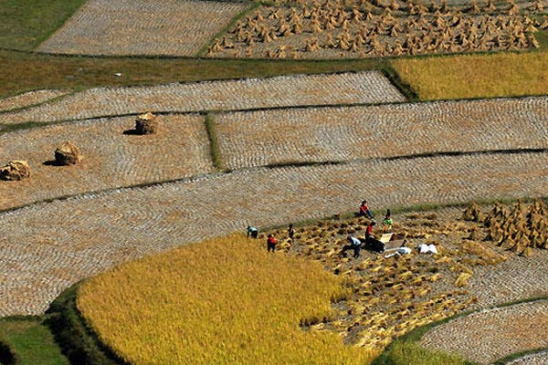 This photo taken on October 6 shows the scenery surrounding the Miao ethnic minority village in Gaopo, southwest Guiyang. The annual harvest is drawing to a close in the village, leaving an impressive golden terrace on the highland. [Photo: xinhua]