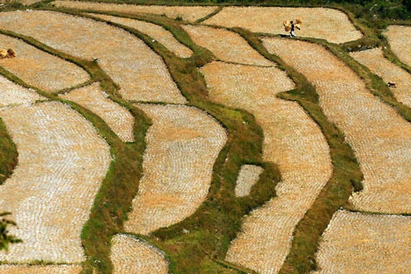 This photo taken on October 6 shows the scenery surrounding the Miao ethnic minority village in Gaopo, southwest Guiyang. The annual harvest is drawing to a close in the village, leaving an impressive golden terrace on the highland. [Photo: xinhua] 