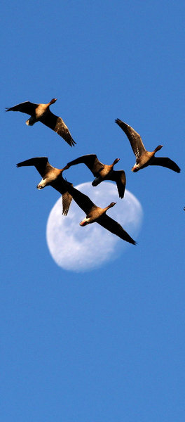 A skein of Pink-footed geese fly past the moon as they arrive at the RSPB Vane Farm Nature Reserve by Loch Leven, Scotland. [CFP]