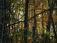 Autumn leaves turn red and gold in the Wu Nu (Five Women) mountain national park near Ji'an in Jilin Province. The park is in China's northeast just a few miles from the North Korean border in an area famous for the production of Ginseng. The five women are immortals who, according to legend, return to the park's forested slopes to bathe in its streams. [Photo by John Sexton/China.org.cn] 