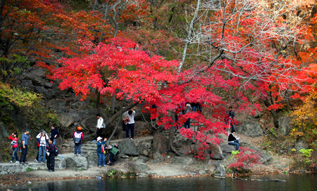 Tourists view the autumn colours in Kuandian Man autonomous county, a place famous for its golden leaves in autumn, Dandong City, northeast China's Liaoning Province, Oct. 11, 2009.[Chen Hao/Xinhua]