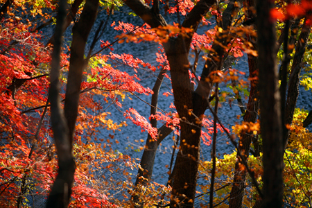 Colours are seen in the leaves of trees in Kuandian Man autonomous county, a place famous for its golden leaves in autumn, Dandong City, northeast China's Liaoning Province, Oct. 11, 2009.[Chen Hao/Xinhua]