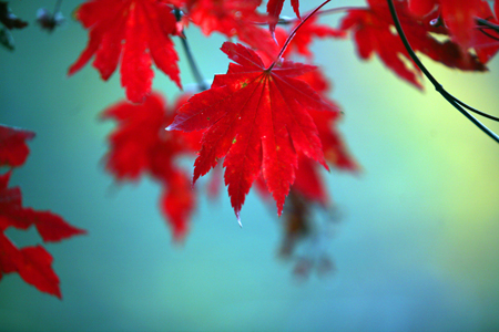 Autumn colours are seen in the leaves of a tree in Kuandian Man autonomous county, a place famous for its golden leaves in autumn, Dandong City, northeast China's Liaoning Province, Oct. 11, 2009.[Chen Hao/Xinhua]