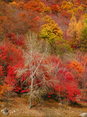 Autumn colours are seen in the leaves of trees in Kuandian Man autonomous county, a place famous for its golden leaves in autumn, Dandong City, northeast China's Liaoning Province, Oct. 11, 2009.[Chen Hao/Xinhua] 