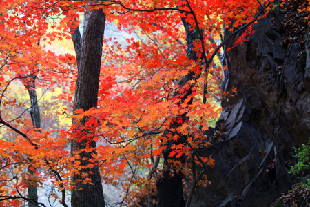 Autumn colours are seen in the leaves of trees in Kuandian Man autonomous county, a place famous for its golden leaves in autumn, Dandong City, northeast China's Liaoning Province, Oct. 11, 2009.[Chen Hao/Xinhua] 