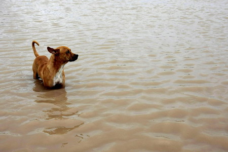 A dog wades through a flooded street after Hurricane Jimena hit Puerto San Carlos, Mexico September 2, 2009.[Agencies]