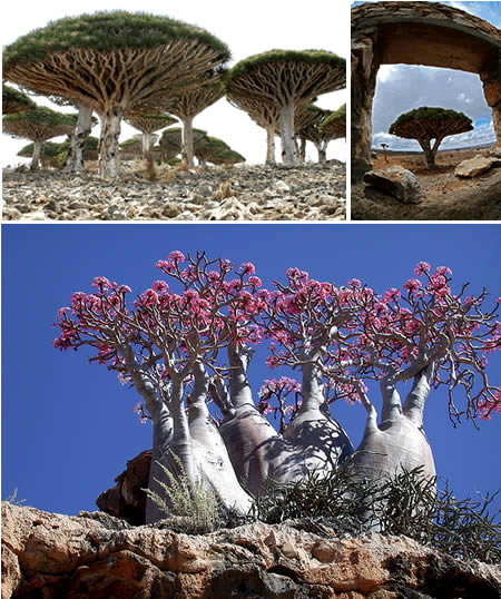 Socotra in Indian Ocean [CRI]