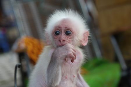 Photo taken on Oct. 15, 2009 shows a baby monkey, born two months ago, at Xishuangbanna Dai Park in Xishuangbanna, southwest China's Yunnan Province. 