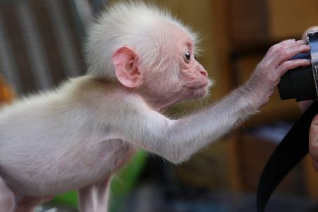 Photo taken on Oct. 15, 2009 shows a baby monkey, born two months ago, at Xishuangbanna Dai Park in Xishuangbanna, southwest China's Yunnan Province. 