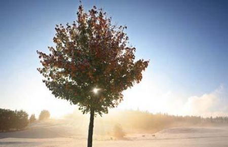 The sun filters through a tree in a snow-covered landscape near Oberthingau, Germany.[CCTV]