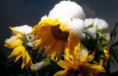 Sunflowers are covered with snow in the Austrian village of Absam, 10 km east of Innsbruck.[CCTV]