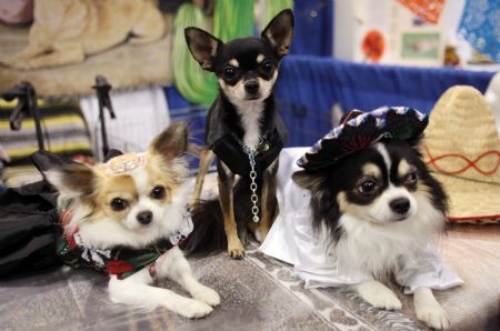 Three Chihuahuas dressed in costumes are put on display at the 'Meet the Breeds' exhibition in New York October 17, 2009. The exhibition featured about 200 breeds of dogs and cats.[Xinhua/Reuters]