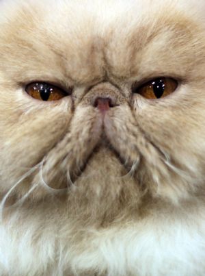 Joey, a Cream Persian cat, is seen at the 'Meet the Breeds' exhibition in New York October 17, 2009.[Xinhua/Reuters]