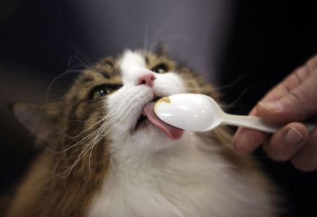 Winter, a Norwegian Forest Cat, licks turkey-flavored baby food off a spoon as a reward for good behavior at the 'Meet the Breeds' exhibition in New York October 17, 2009.[Xinhua/Reuters]