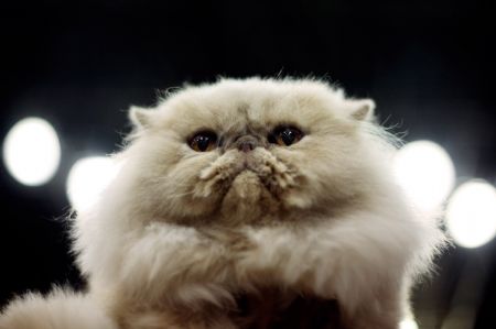  Joey, a Cream Persian cat, is seen at the 'Meet the Breeds' exhibition in New York October 17, 2009.[Xinhua/Reuters]