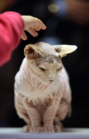 A visitor at the 'Meet the Breeds' exhibition pets a Sphynx cat in New York October 17, 2009.[Xinhua/Reuters]