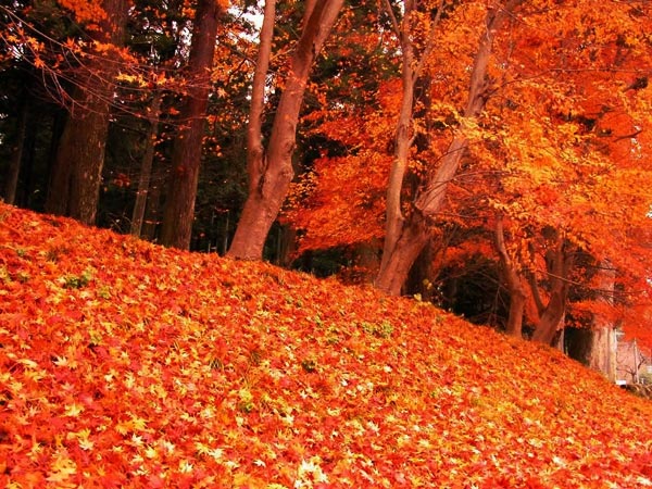 Every autumn, the woods look as if they're dyed a flaming red as the colder weather speeds up the maple leaves' switch to their autumn hues. [cnzozo.com]