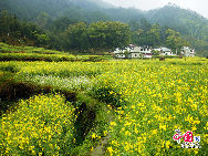 Wuyuan, known as the 'most beautiful countryside in China,' is home to at least 50 old villages.Wuyuan lies in the center of the 'tourist golden triangle' formed by the Yellow Mountain (Anhui Province), Mt. Lushan, and Jingdezhen, China's 'Porcelain Capital.' (Jiangxi Province). [Photo by Chen Yan]