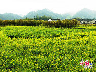 Wuyuan, known as the 'most beautiful countryside in China,' is home to at least 50 old villages.Wuyuan lies in the center of the 'tourist golden triangle' formed by the Yellow Mountain (Anhui Province), Mt. Lushan, and Jingdezhen, China's 'Porcelain Capital.' (Jiangxi Province). [Photo by Chen Yan]