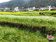 Wuyuan, known as the 'most beautiful countryside in China,' is home to at least 50 old villages.Wuyuan lies in the center of the 'tourist golden triangle' formed by the Yellow Mountain (Anhui Province), Mt. Lushan, and Jingdezhen, China's 'Porcelain Capital.' (Jiangxi Province). [Photo by Chen Yan]