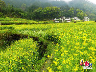 Wuyuan, known as the 'most beautiful countryside in China,' is home to at least 50 old villages.Wuyuan lies in the center of the 'tourist golden triangle' formed by the Yellow Mountain (Anhui Province), Mt. Lushan, and Jingdezhen, China's 'Porcelain Capital.' (Jiangxi Province). [Photo by Chen Yan]