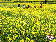 Wuyuan, known as the 'most beautiful countryside in China,' is home to at least 50 old villages.Wuyuan lies in the center of the 'tourist golden triangle' formed by the Yellow Mountain (Anhui Province), Mt. Lushan, and Jingdezhen, China's 'Porcelain Capital.' (Jiangxi Province). [Photo by Chen Yan]