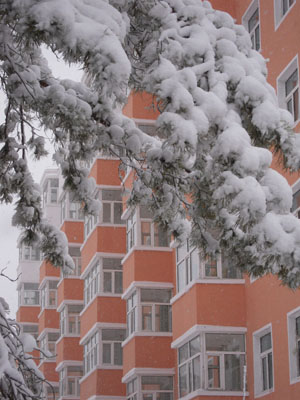 Snow-covered branches are seen in Qiqihar City, northeast China's Heilongjiang Province, Oct. 19, 2009. A snowfall hit the city on Monday. [Wang Yunlong/Xinhua]