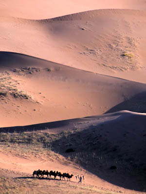 A local villager walks with camels in Badain Jaran Desert located in Araxan League of north China's Inner Mongolia Autonomous Region, Oct. 17, 2009. [Li Xin/Xinhua]