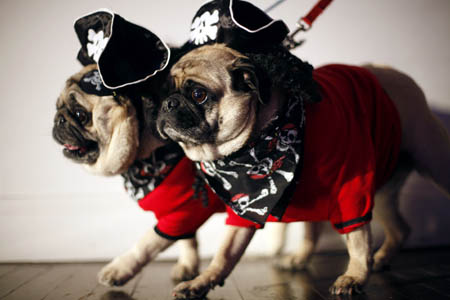 Two pugs walk across a stage dressed in pirate costume to compete in the fifth annual Times Square Dog Day Masquerade, in New York October 18, 2009. The contest aims at raising awareness for homeless and abandoned animals.[Xinhua/Reuters]