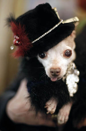  A chihuahua, dressed as 'Vinny the Pimp', competes in the fifth annual Times Square Dog Day Masquerade, in New York October 18, 2009. The contest aims at raising awareness for homeless and abandoned animals. [Xinhua/Reuters]