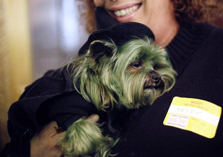 Petey, a terrier, dyed green and dressed in a witch costume, is carried at the fifth annual Times Square Dog Day Masquerade, in New York October 18, 2009. The contest aims at raising awareness for homeless and abandoned animals. [Xinhua/Reuters]