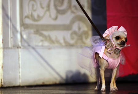 Coco Bella, a chihuahua, is dressed as a ballerina to compete in the fifth annual Times Square Dog Day Masquerade, in New York October 18, 2009. The contest aims at raising awareness for homeless and abandoned animals.[Xinhua/Reuters]