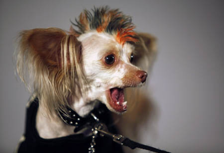 Tuffy, sports a mohawk while competing in the fifth annual Times Square Dog Day Masquerade, in New York October 18, 2009. The contest aims at raising awareness for homeless and abandoned animals. [Xinhua/Reuters]