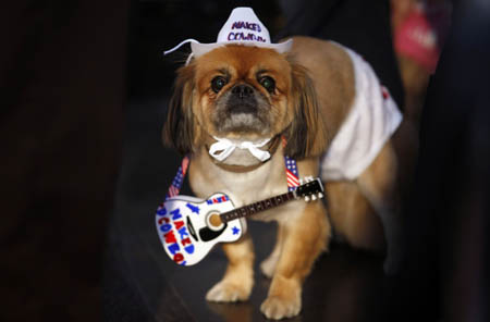 Georgie, a Pekinese canine, is dressed up in a 'Naked Cowboy' costume, while participating in the fifth annual Times Square Dog Day Masquerade, in New York October 18, 2009.[Xinhua/Reuters]