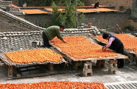 Local villagers dry persimmon in Hanxue Village of Hanxue Township in Wanrong County of north China's Shanxi Province, Oct. 18, 2009. It is the harvest time of persimmon for local farmers. [Xue Jun/Xinhua]