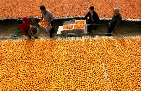 Local villagers dry persimmon in Hanxue Village of Hanxue Township in Wanrong County of north China's Shanxi Province, Oct. 18, 2009. It is the harvest time of persimmon for local farmers. [Xue Jun/Xinhua]