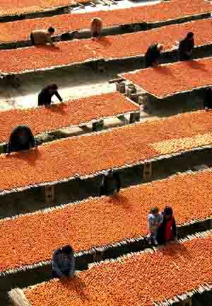 Local villagers dry persimmon in Hanxue Village of Hanxue Township in Wanrong County of north China's Shanxi Province, Oct. 18, 2009. It is the harvest time of persimmon for local farmers. [Xue Jun/Xinhua]