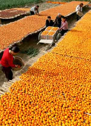 Local villagers dry persimmon in Hanxue Village of Hanxue Township in Wanrong County of north China's Shanxi Province, Oct. 18, 2009. It is the harvest time of persimmon for local farmers. [Xue Jun/Xinhua]