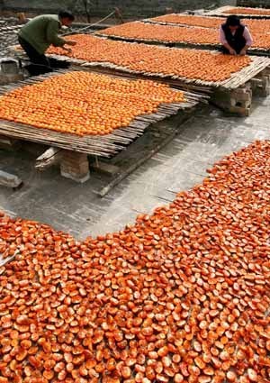 Local villagers dry persimmon in Hanxue Village of Hanxue Township in Wanrong County of north China's Shanxi Province, Oct. 18, 2009. It is the harvest time of persimmon for local farmers. [Xue Jun/Xinhua]