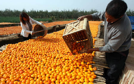 Local villagers dry persimmon in Hanxue Village of Hanxue Township in Wanrong County of north China's Shanxi Province, Oct. 18, 2009. It is the harvest time of persimmon for local farmers. [Xue Jun/Xinhua]