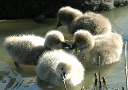 Four 3-day-old black swans look for food on a lake in the Park of the Ruins of the Yuanmingyuan(Garden of Ten Thousand Gardens) in Beijing October 19, 2009.[Xinhua] 