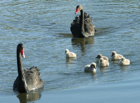 Six 3-day-old black swans cruise with their parents on a lake in the Park of the Ruins of the Yuanmingyuan(Garden of Ten Thousand Gardens) in Beijing October 19, 2009.[Xinhua]