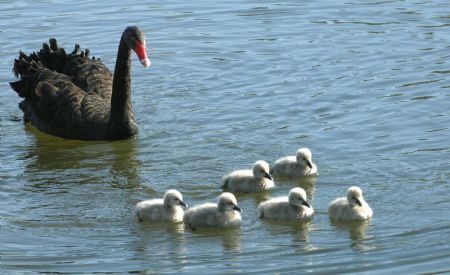 Six 3-day-old black swans cruise with their mother on a lake in the Park of the Ruins of the Yuanmingyuan(Garden of Ten Thousand Gardens) in Beijing October 19, 2009.[Xinhua]