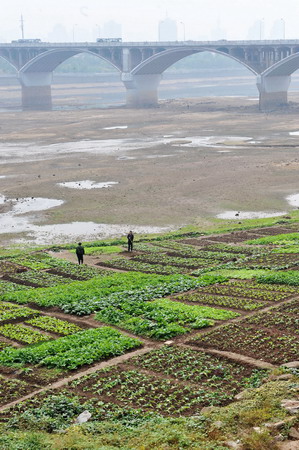 This picture taken on Oct 20, 2009 shows a large area of bare riverbed in the west of Juzizhou along Xiang River of Changsha is reclaimed to become vegetable plots.
