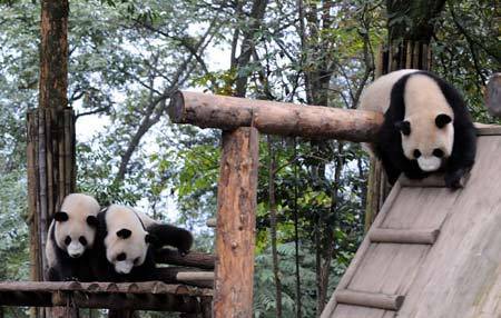 Giant pandas play at the Ya'an base of the China Giant Panda Protection and Research Center in southwest China's Sichuan Provice, Oct. 21, 2009. A total of 10 giant pandas from the Ya'an base will be brought to Shanghai and put on display during the 2010 Shanghai World Expo.[Xinhua]